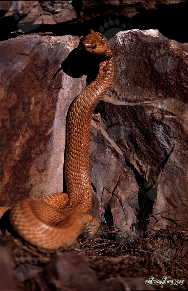 Fascinante Cobra del Cabo en su hábitat natural