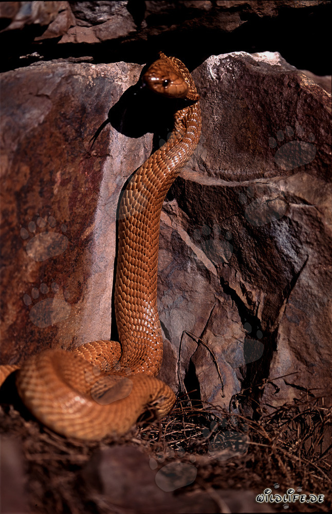 Cobras du Cap fascinantes dans leur habitat naturel