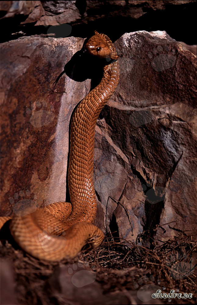 Affascinante Cobra del Capo nel suo habitat naturale