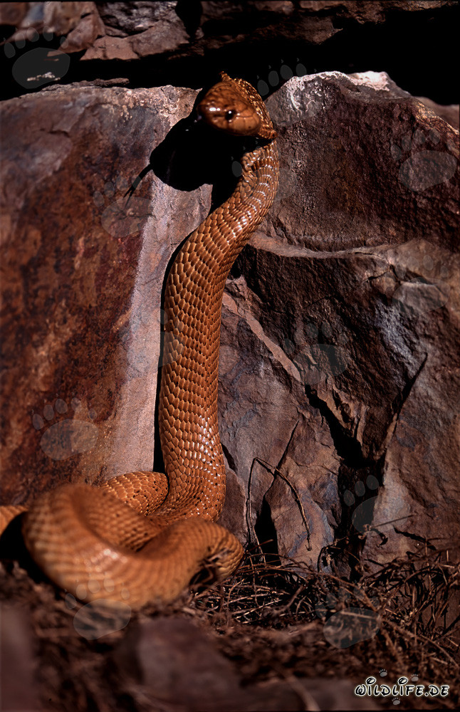 Faszinierende Kapkobra in ihrem natürlichen Lebensraum