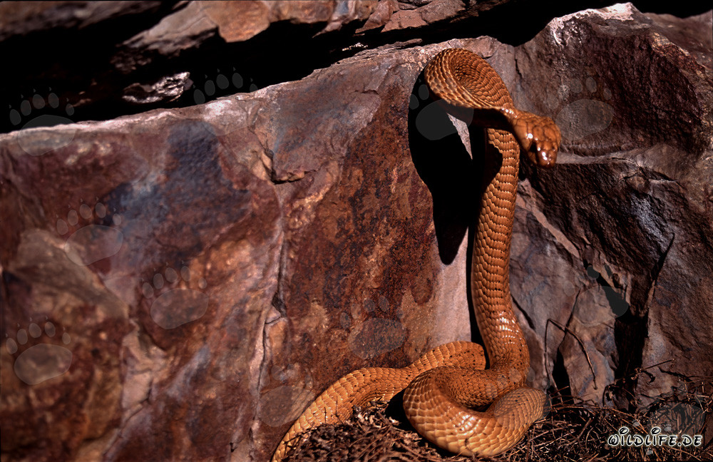 Impressive Cape Cobra against colorful rock formation