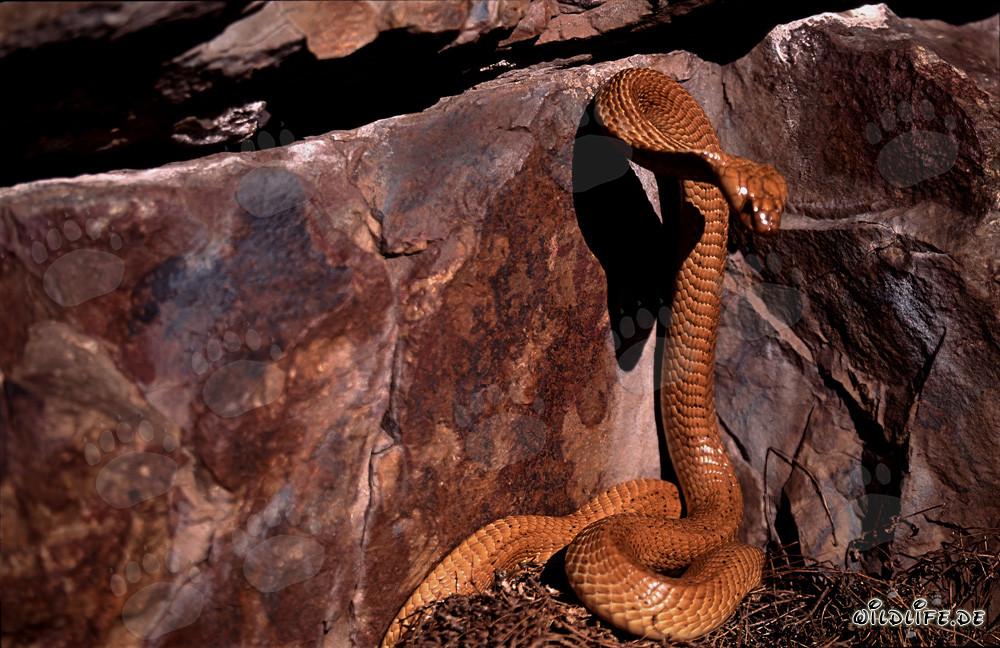 Impresionante cobra del Cabo frente a una colorida pared de rocas