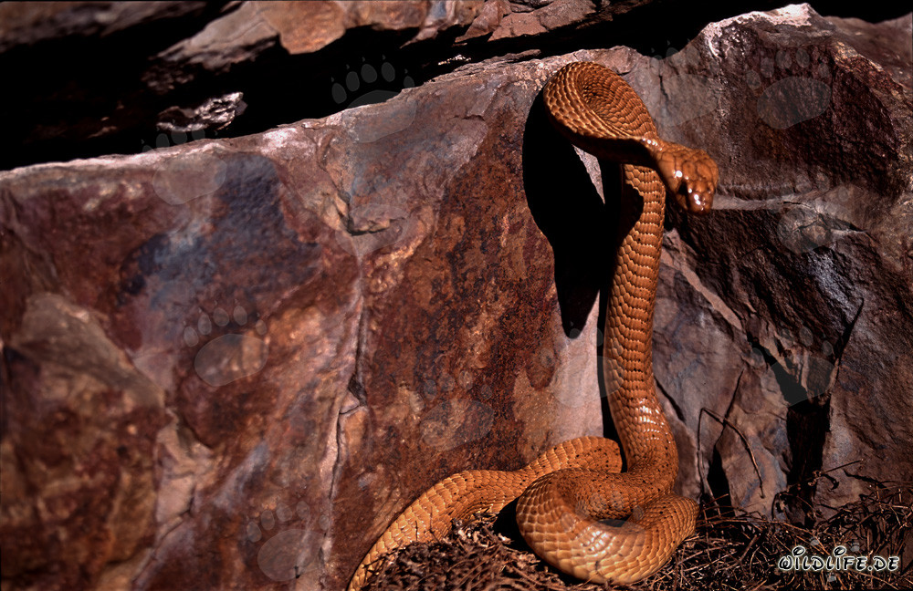 Impressionnante cobra du Cap devant un mur de rochers coloré