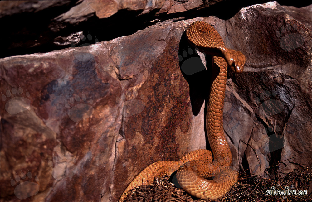 Imposante Kapkobra vor farbenfroher Felswand