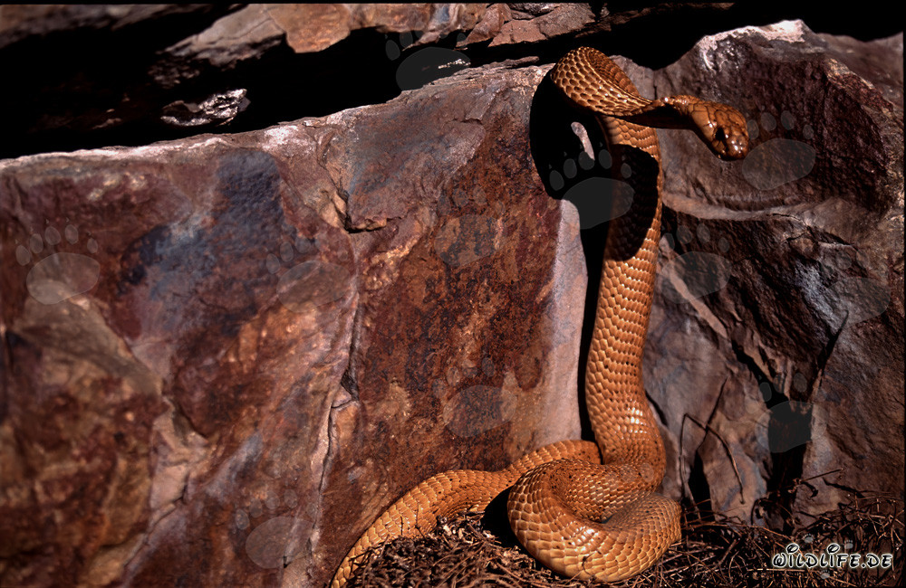 Cape Cobra before dark crevice