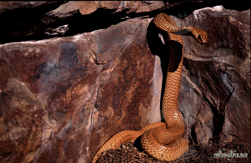 Cobra del Cabo frente a una grieta oscura