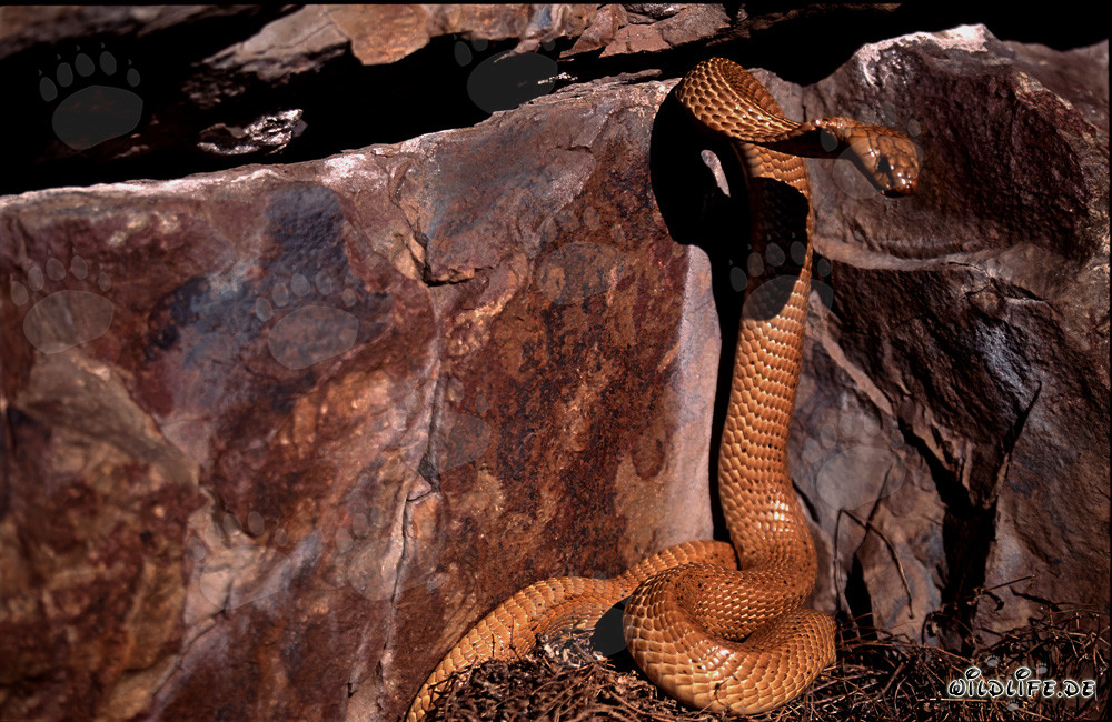 Cobra del Capo davanti a una fessura scura