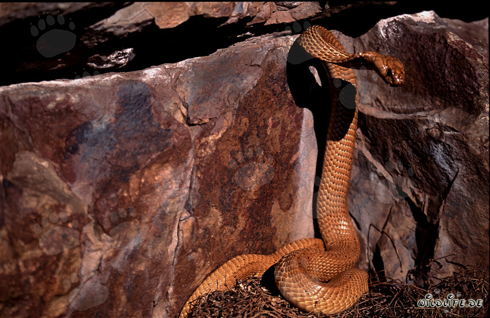 Cobras du Cap devant une crevasse sombre