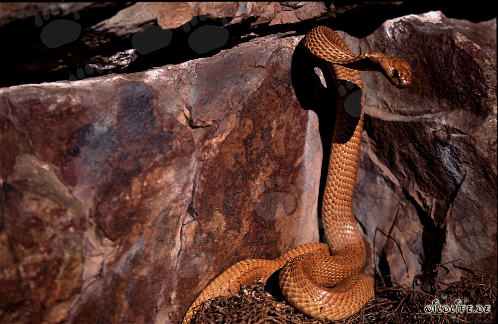 Kapkobra vor dunkler Felsspalte