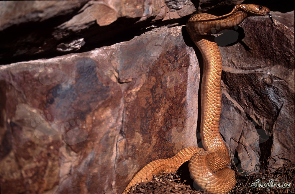 Cape Cobra explores dark crevice