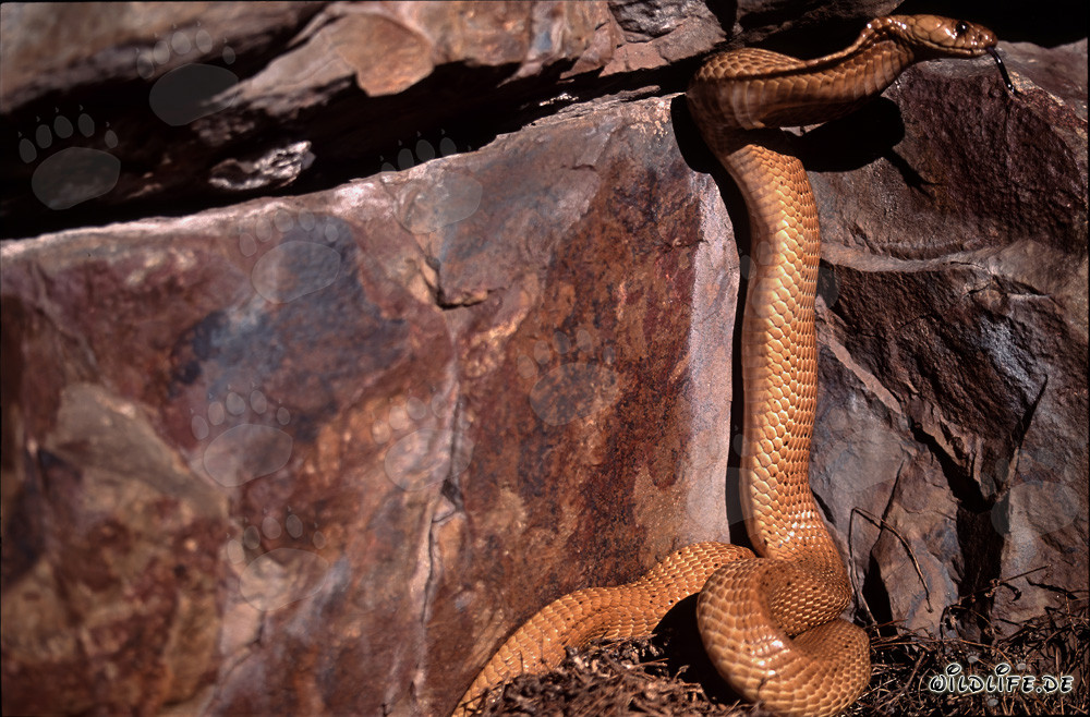 Kapkobra esplora una crepa scura nella roccia