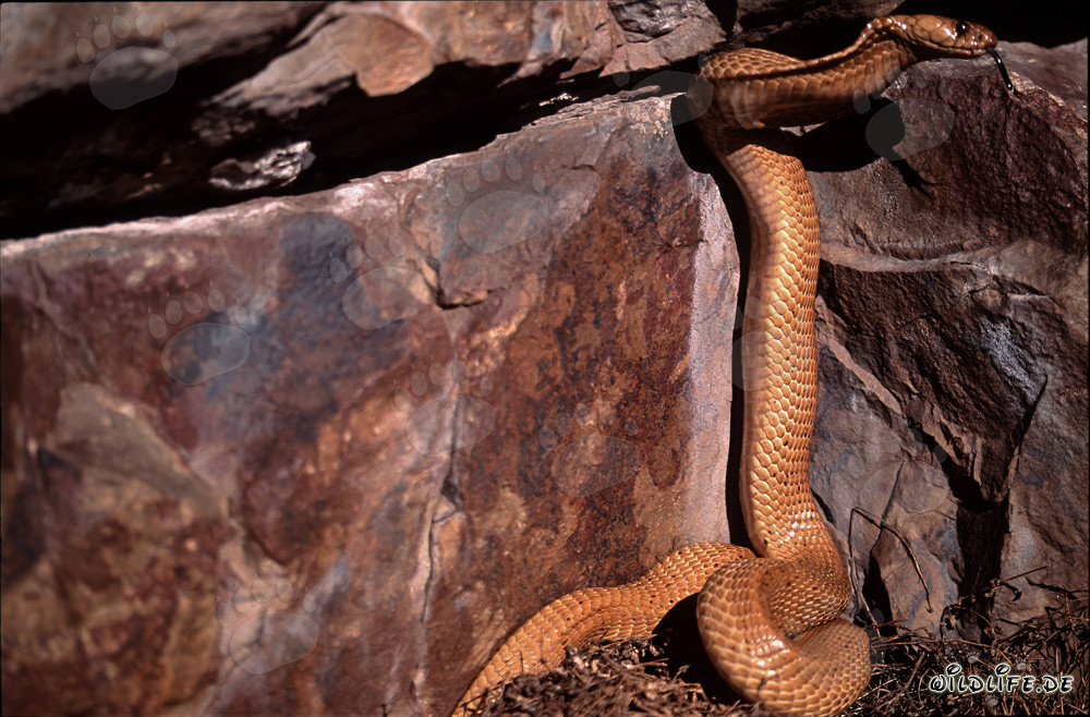 Kapkobra erkundet dunkle Felsspalte