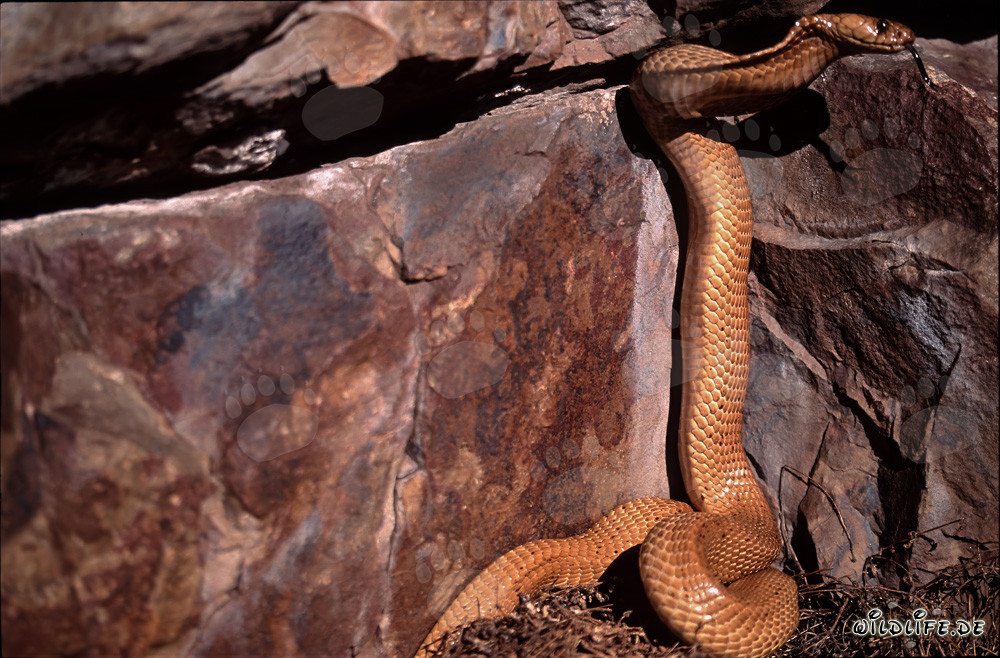 Kapkobra explora una grieta oscura en la roca