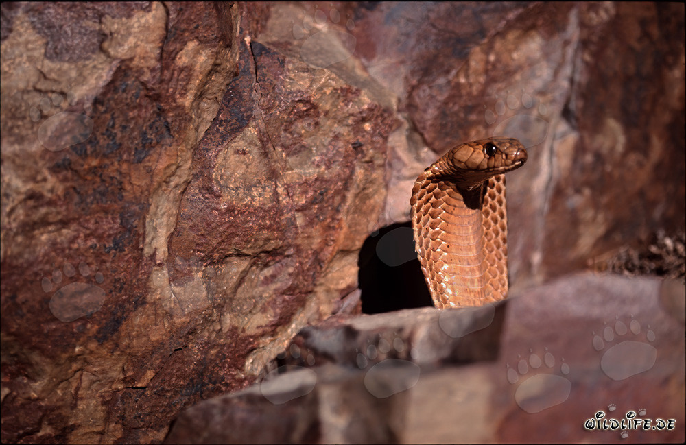 La Cobra del Cabo Dorada acecha detrás de una roca