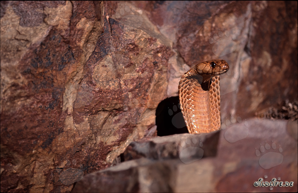 La Cobra del Capo Dorata spunta da dietro un masso