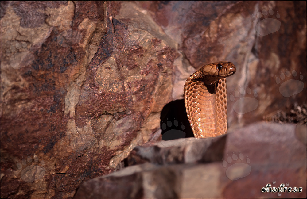Golden Cape Cobra peeks out from behind a boulder