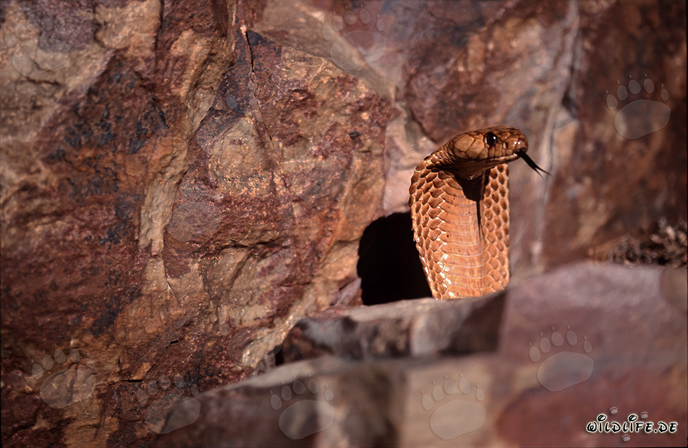 A majestic Cape Cobra emerges in the Gansbaai Mountains
