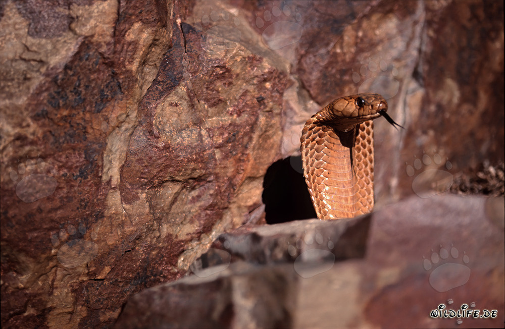 Una majestuosa cobra del Cabo se muestra en las montañas de Gansbaai