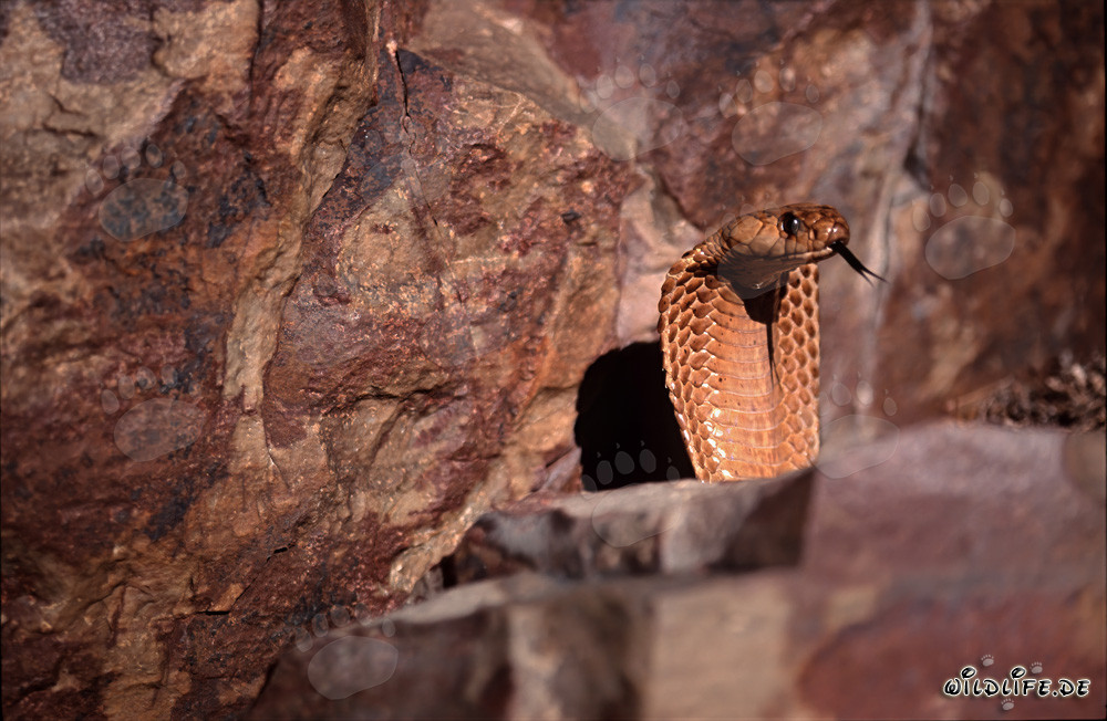 Une majestueuse cape cobra se montre dans les montagnes de Gansbaai