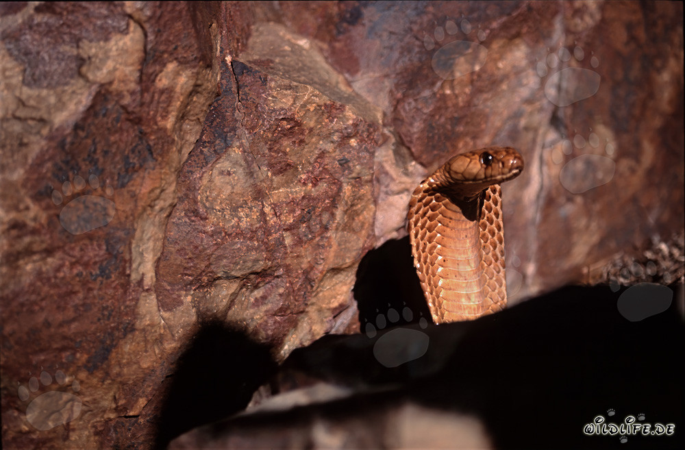 Impresionante cobra del Cabo se alza ante una pared rocosa