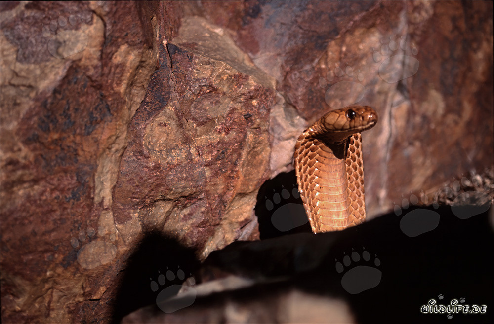 Imponente cobra del Capo si erge davanti a una parete rocciosa