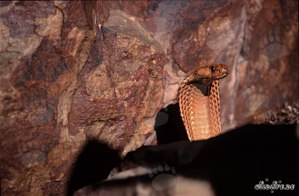 Impressionnante cobra du Cap se dresse devant une paroi rocheuse