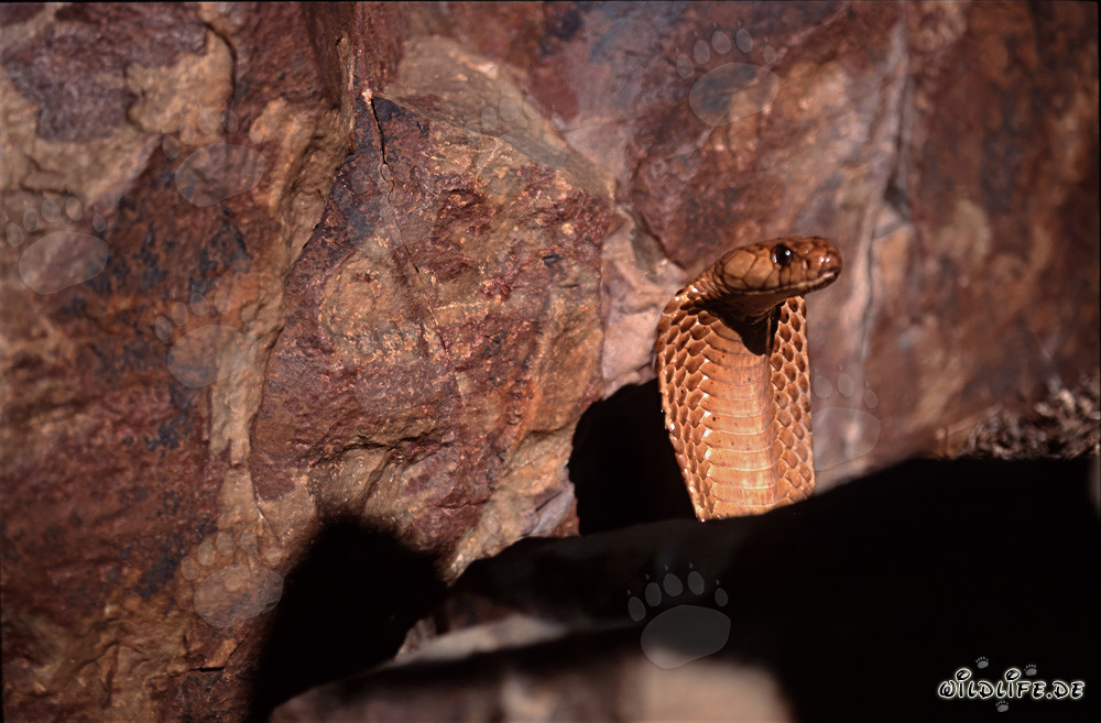 Imposante Kapkobra reckt sich vor einer Felswand empor