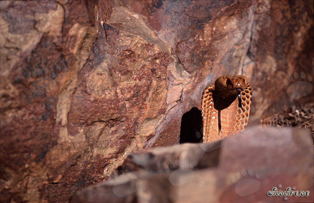 Fascinante Cobra del Cabo en su entorno natural