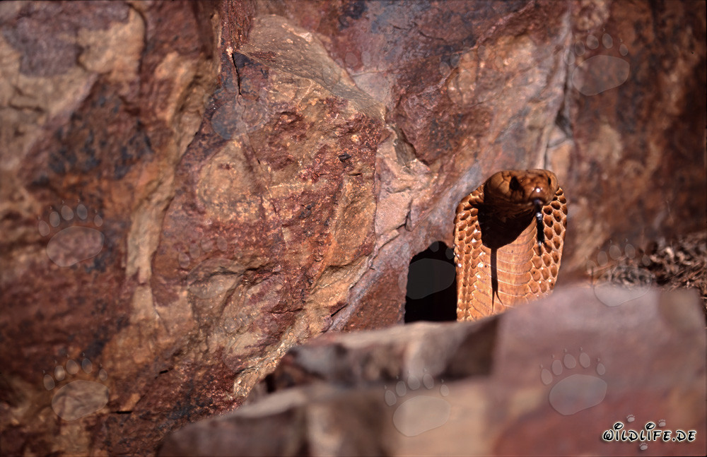 Affascinante Cobra del Capo nel suo ambiente naturale