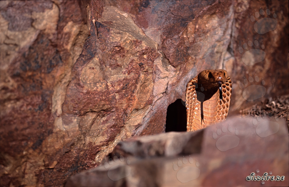 Faszinierende Kapkobra in ihrer natürlichen Umgebung
