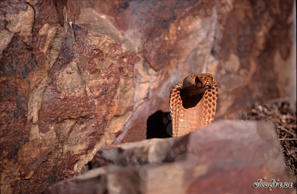 Impressive Cape Cobra displays threatening hood spreading