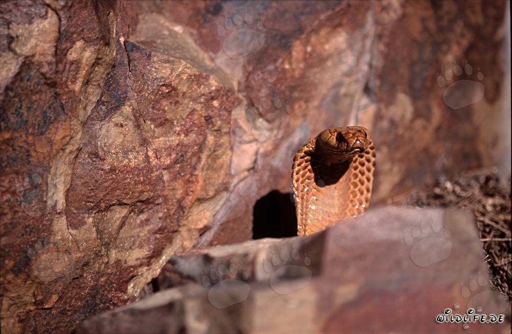 Impresionante cobra del Cabo muestra un comportamiento amenazante de advertencia