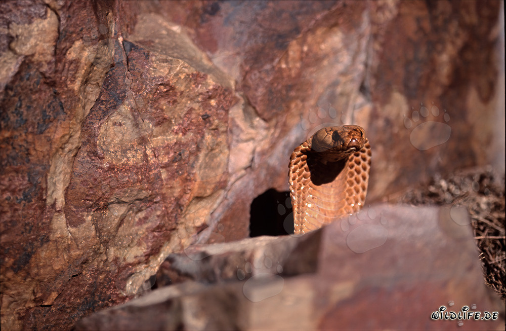 Imposante Kapkobra zeigt bedrohliches Drohverhalten