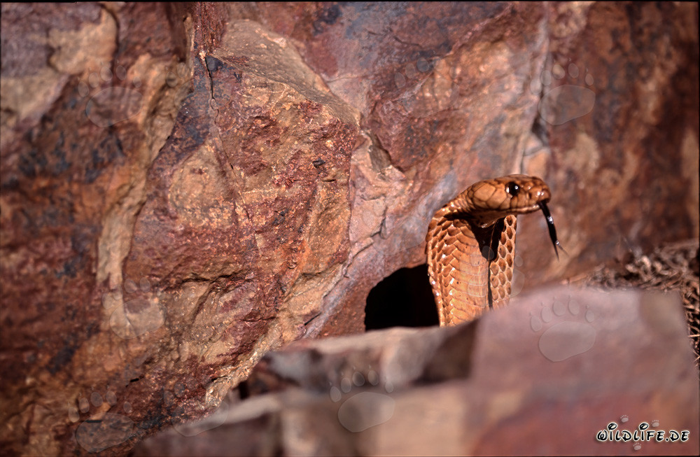Cobrap del Cabo frente a un acantilado de colores