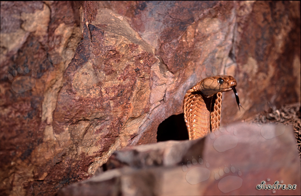 Cobrap del Capo davanti a una parete rocciosa colorata