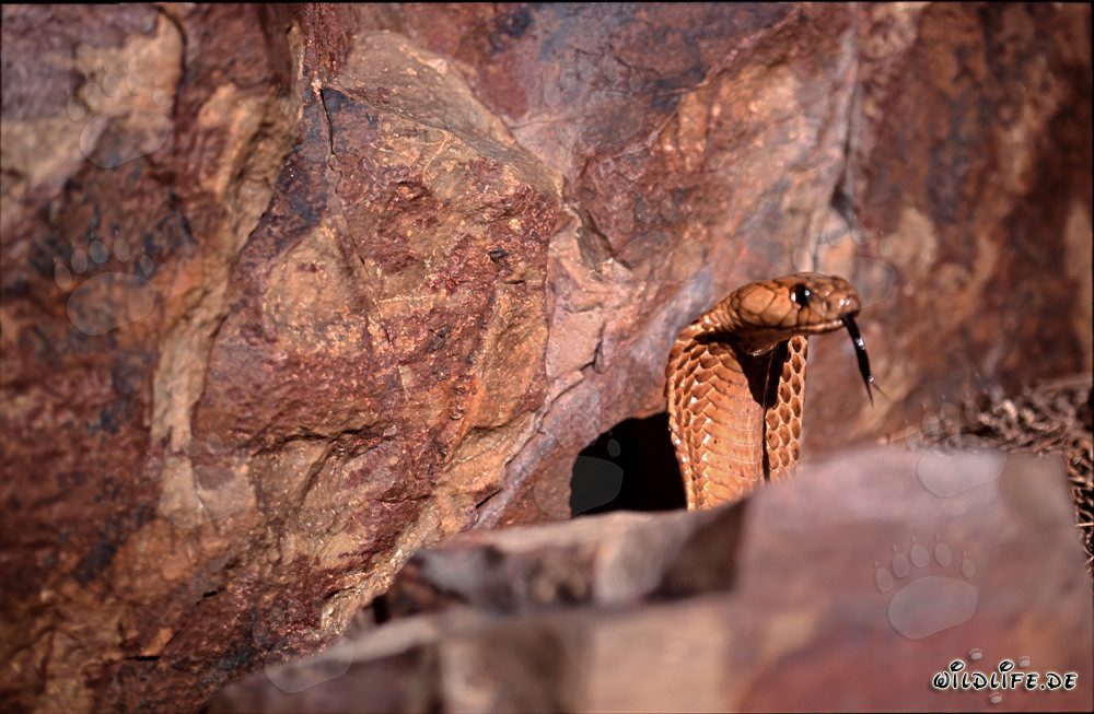 Kapkobra vor farbiger Felswand