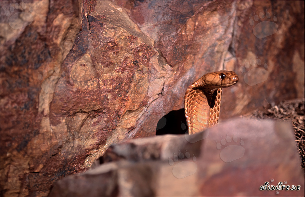 Fascinante cobra del Cabo asomándose detrás de una roca