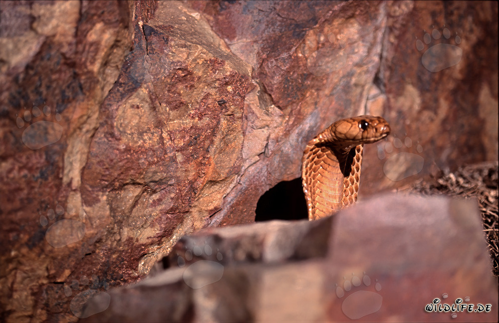 Affascinante cobra del Capo che sbuca da dietro uno scoglio