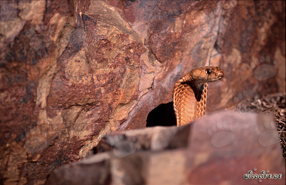 Fascinante cobra du Cap qui guette derrière un rocher