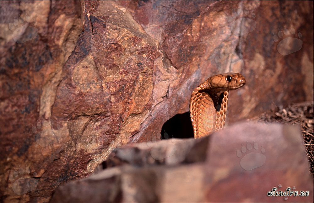 Faszinierende Kapkobra lugt hinter einem Felsbrocken hervor