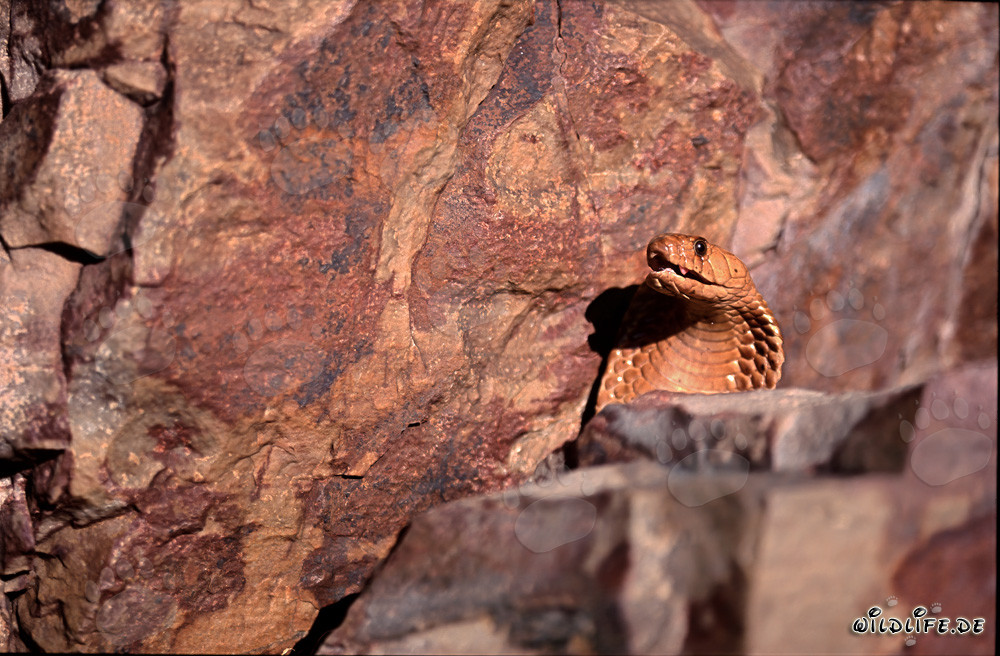 The impressive Cape Cobra displaying its threatening behavior behind a boulder