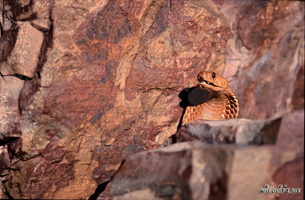 La impresionante cobra del Cabo muestra su comportamiento amenazante detrás de un bloque de rocas