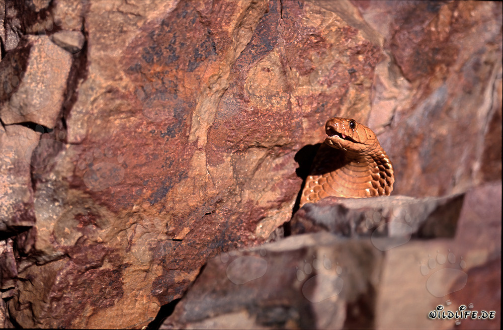 L'imponente cobra del Capo mostra il suo comportamento minaccioso dietro un blocco di rocce