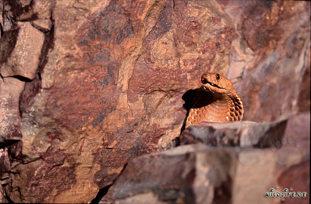 La majestueuse cobra du Cap montre son comportement menaçant derrière un bloc de rochers