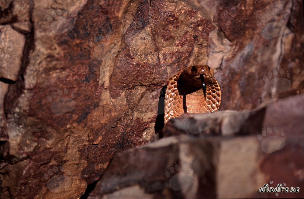 Fascinating Cape Cobra behind an impressive boulder