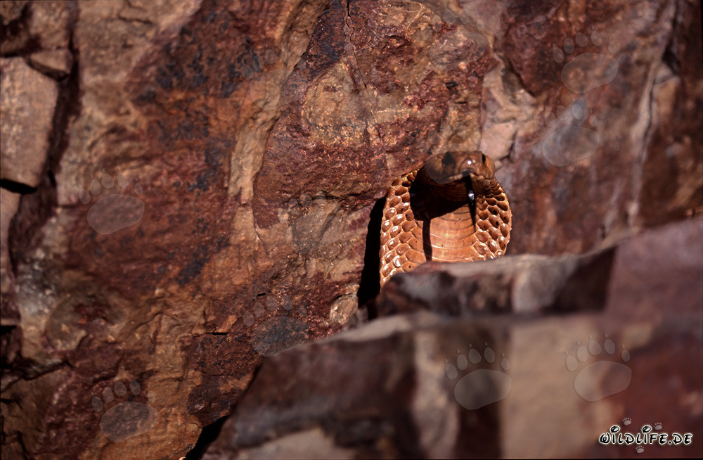 Cobra del Cabo fascinante detrás de un imponente bloque de roca