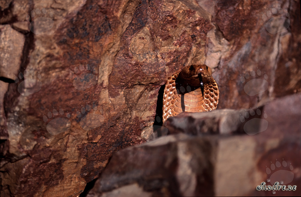 Affascinante Cobra del Capo dietro un'imponente roccia
