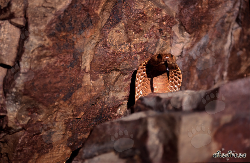 Faszinierende Kapkobra hinter einem imposanten Felsblock