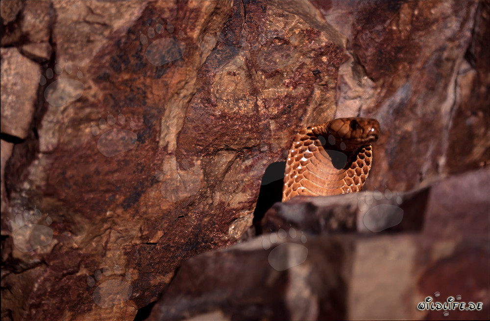 Cape Cobra (Naja nivea)