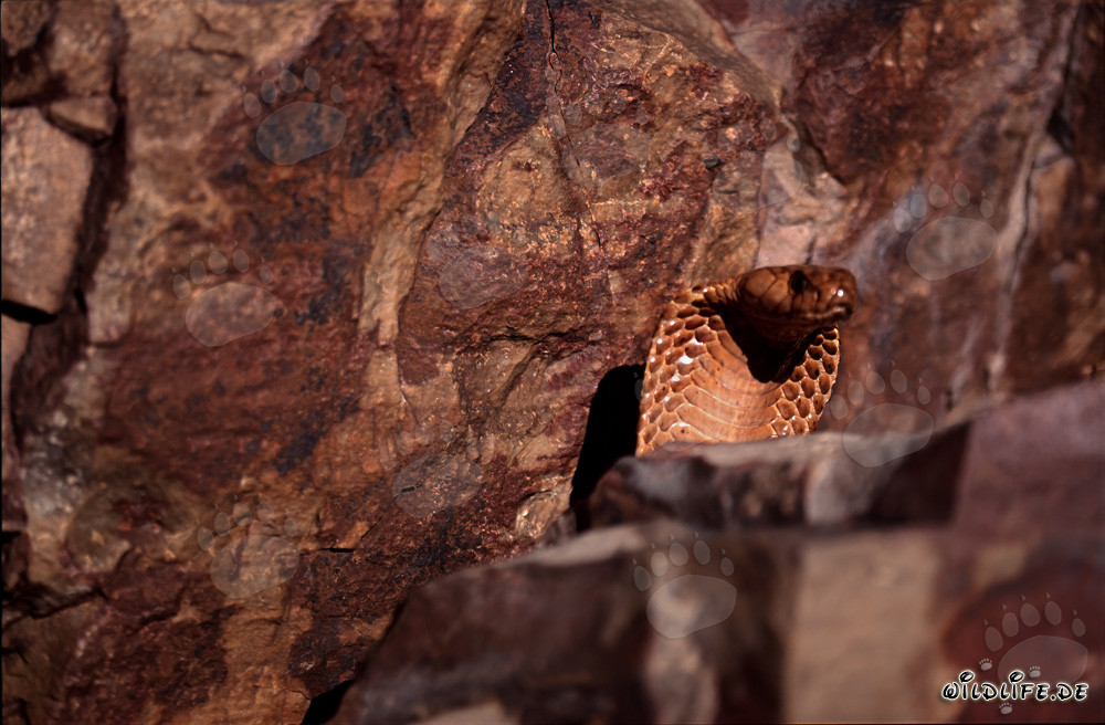 Cobra del Cabo (Naja nivea)